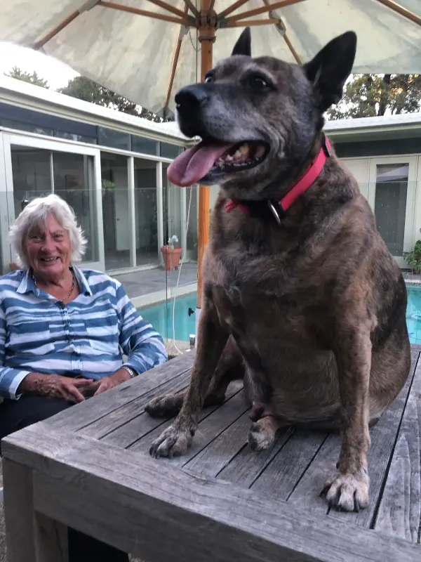 Frankie the emotional support dog with a senior client at home – Peninsula InHome Care Specialists, Mornington Peninsula
